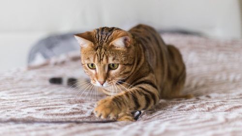 Tot ce credeai că știi despre comportamentul pisicilor e greșit. Pisica zgârie pentru că este fericită, arată cel mai nou studiu britanic