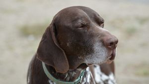 Criza vârstei de mijloc la câini și pisici: 5 semne care îți arată că animalul tău se confruntă cu asta