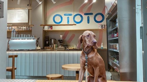 INTERVIU Retailerul Ototo a făcut primul pas în străinătate prin deschiderea unui magazin în Viena. De ce Austria și ce planuri de extindere are compania pentru acest an