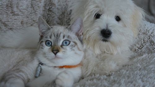 Criza climatică și animalele de companie: Câți câini și pisici poate susține Pământul?
