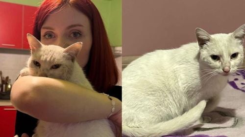 „Miracolele există”: O pisică pierdută acum cinci ani, găsită rănită pe o stradă din Sibiu