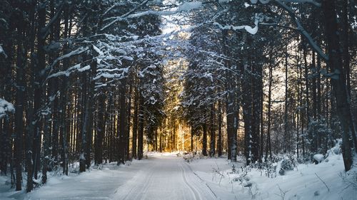 Alaska: O fetiță de 5 ani a mers desculță aproape un kilometru, la -35 de grade, ca să ceară ajutor după o pană de curent