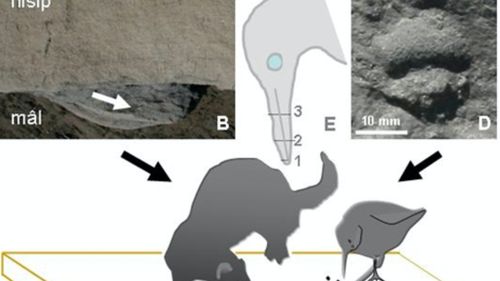 Urme de mamifere și de păsări preistorice găsite în Bazinul Dacic – cercetătorul geolog Titus Brustur, GeoEcoMar
