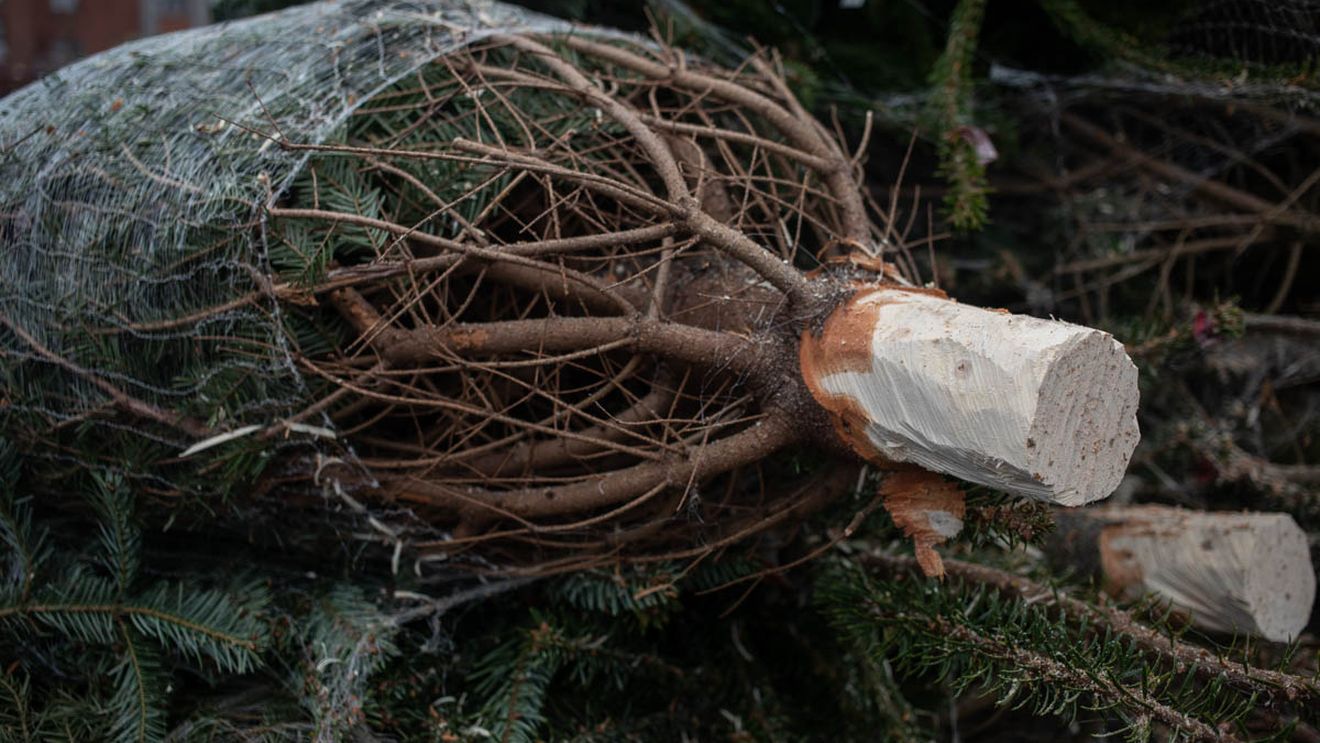 Majoritatea orașelor din Alba renunță la târgurile de Crăciun, din cauza ordonanței austerității / Ciolacu, în urmă cu o lună: Târgurile de Crăciun funcționează. După ce Nehammer îl închide pe cel din Viena, vă promit că și eu le închid în România