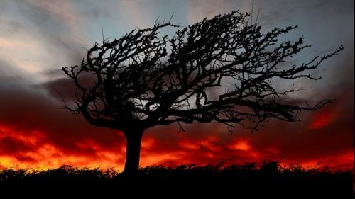 Cod roșu de vijelie în Bihor