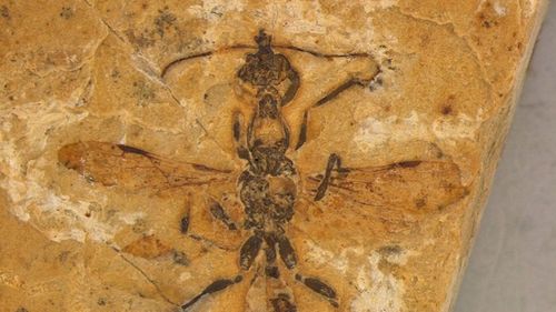 Cea mai veche furnică din lume, conservată într-un bloc de calcar din Brazilia, a trăit acum 113 milioane de ani