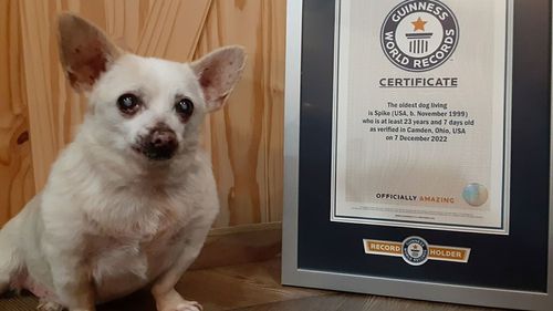 Spike, un chihuahua de 23 de ani din statul american Ohio, este oficial cel mai bătrân câine în viață din lume - Guinness World Records
