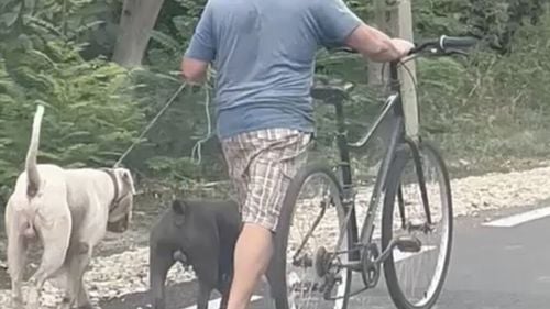 Un argeșean care și-a plimbat câinii fără botniță a primit amendă