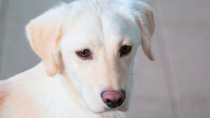 Câinii, cei mai buni prieteni ai omului sau cel mai mare coșmar pentru persoanele alergice? 10 rase care îți provoacă reacții severe