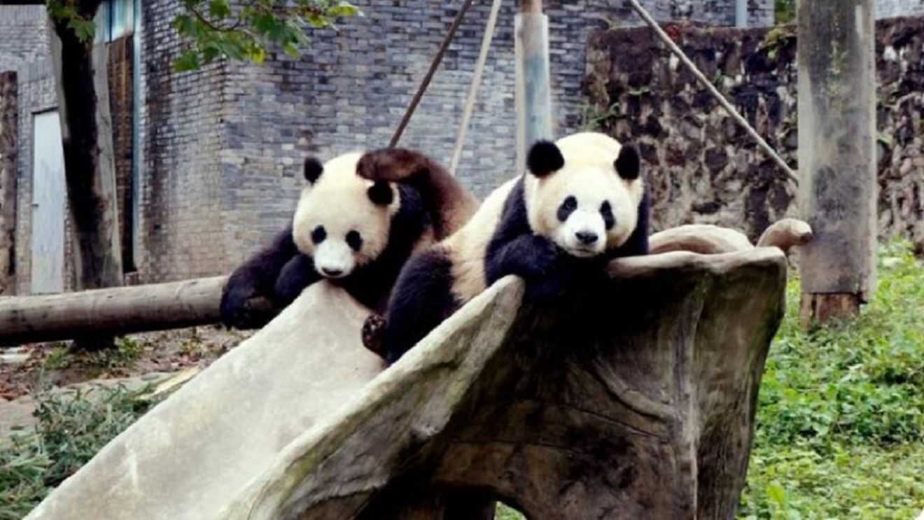 Diplomația panda revine: China trimite noi urși gigant la Zoo Atlanta