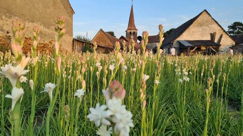 Tuberoza de Hoghilag ar putea fi prima floare din România și a treia din Europa protejată la nivel european