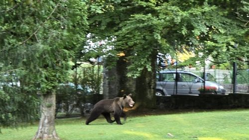 Urs semnalat în Parcul Central din Sinaia