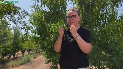 VIDEO | De la Sarmale la Tapas | Mirosul de pătrunjel o întoarce în copilărie pe Anamaria Tifu, fermieră și antreprenoare în Spania: „Mă duce direct în ziua aia când miroseau așa și mâinile mamei și mâncarea, ciorba, tocănița”