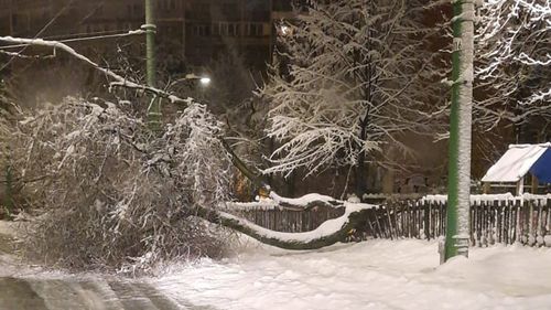 Braşov: Copaci prăbuşiţi, blocaje în trafic şi transportul în comun afectat în municipiul reşedinţă, în urma ninsorilor abundente