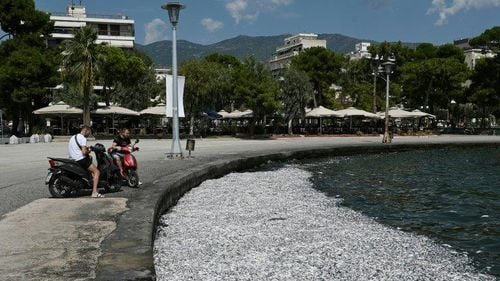 Tone de peşti morţi în oraşul-port Volos din Grecia / Cum s-a ajuns la al doilea dezastru ecologic din ultimul an
