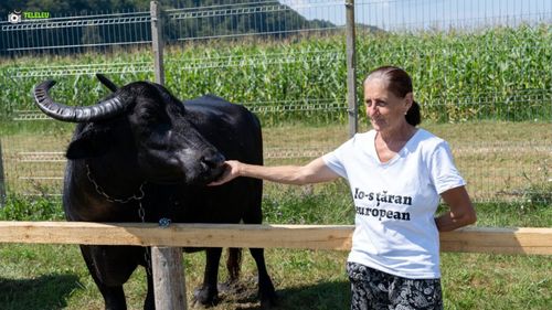 FOTO/VIDEO O alternativă rentabilă la creșterea vitelor /„Festivalul bivolului”, între un îndemn și un semnal de alarmă