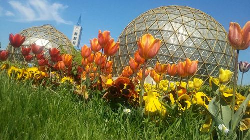 Grădina Botanică din Jibou, destinaţie de 1 Mai: zeci de mii de lalele şi cireşi japonezi înfloriţi