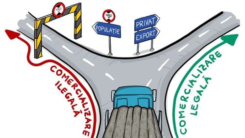 WWF: 40% din transporturile de lemn care ies din pădurile din Sibiu și Brașov sunt ilegale / Direcția Silvică SIbiu: ”Un procent așa de mare nu putea să treacă de noi” / Primar: ”Exclus”