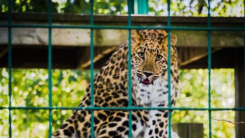 Petiție pentru închiderea Grădinii Zoologice din Aalborg, după ce a cerut donații de animale de companie ca hrană pentru prădători