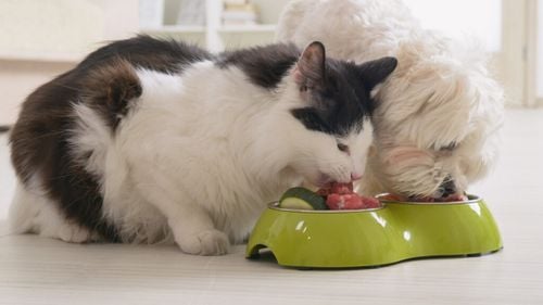 Hrană hipoalergenică pentru câini și pisici: Cheia pentru o piele sănătoasă și o digestie perfectă