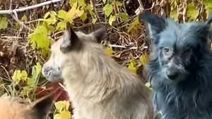 Fenomen straniu la Cernobîl: Câini cu blană albastră descoperiți în zona interzisă. Specialiștii spun că ar fi vorba despre o reacție chimică rară (VIDEO)
