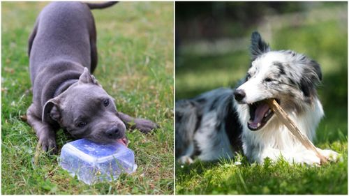 INTERVIU exclusiv | Sindromul Pica la câini: Medicul veterinar Georgiana Diaconu explică ce este și cum îl recunoaștem