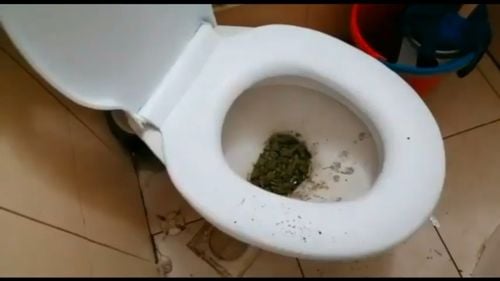 VIDEO A aruncat iarba în toaletă când au intrat mascații/ Polițiștii fac percheziții la persoane suspectate de trafic de droguri