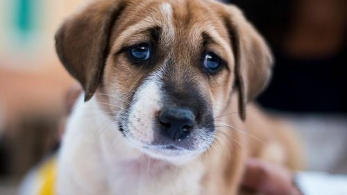 Adoptarea unui cățel: 7 sfaturi esențiale pentru o acomodare de succes