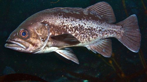 Un pește cu o concentrație radioactivă de peste 180 de ori mai mare decât limita legală, prins în apele de lângă centrala Fukushima