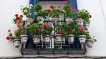 Plante care rezistă la canicula extremă: ce alegi pentru balconul din România