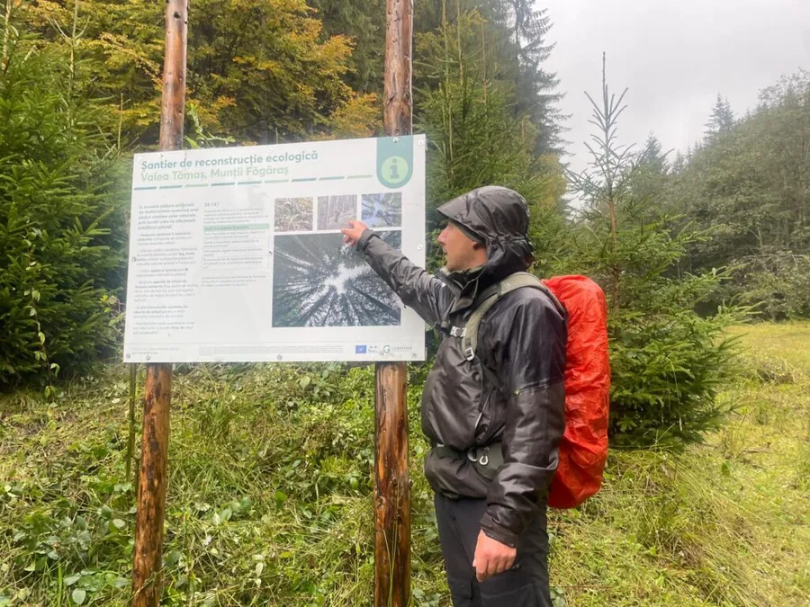conservarea pădurii de fag de pe Valea Tămașului, ranger, Munții Făgăraș, Fundația Conservation Carpathia