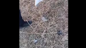 VIDEO Şarpe salvat în urma unui apel la 112, de pe terasa unei case / Jandarmii din Constanţa l-au eliberat în natură