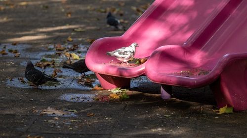 Protecția Consumatorului a a propus închiderea locurilor de joacă din 6 parcuri/ Au fost găsite echipamente cu un grad de uzură ridicat, rupte, cu bucăţi lipsă, cu urme masive de rugină/ Paul Anghel: ”A te duce cu copilul în parc a devenit o acţiune de curaj”