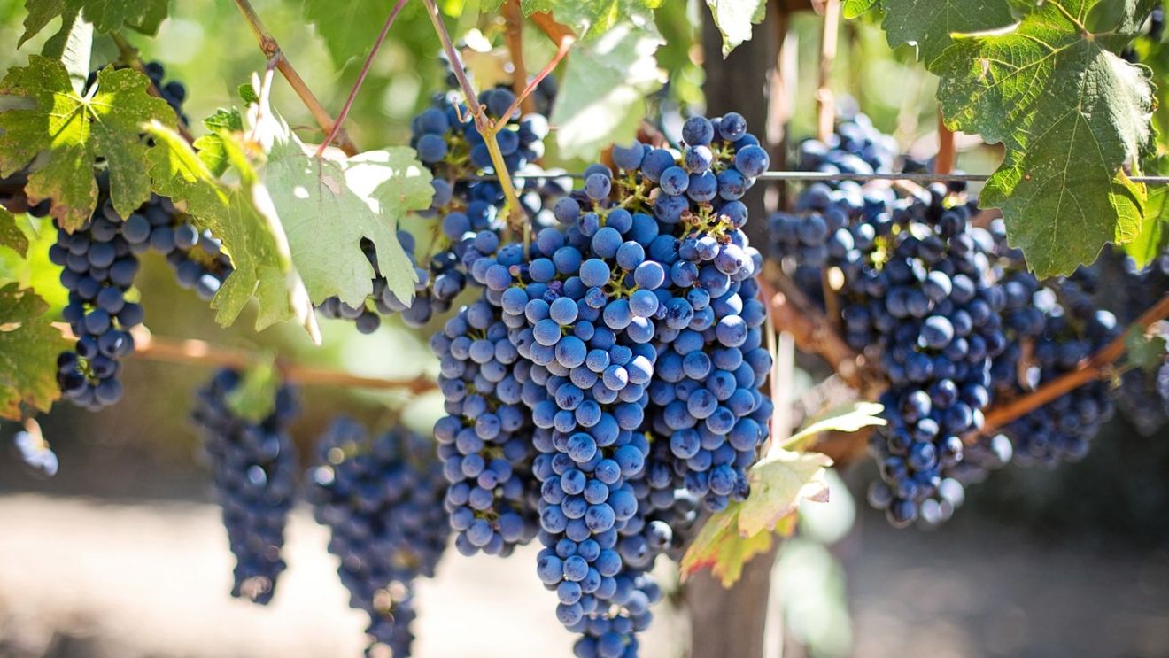 Compania moldoveană Purcari Wineries anunță cumpărarea unei crame din Bulgaria