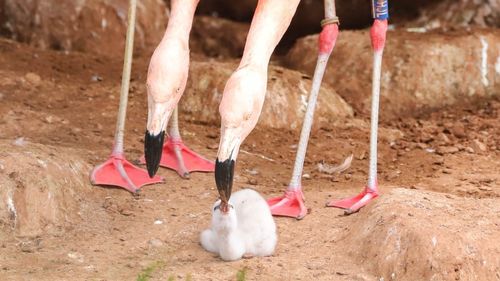 FOTO Performanță „extrem de rară” la o grădină zoo din Anglia: O pereche de flamingo de același sex au clocit împreună un ou / „Părinții fac o treabă excelentă”