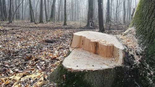 Parlamentul European recomandă înfiinţarea Procurorului Verde care să ancheteze tăierile ilegale de păduri la nivelul UE: „Ar facilita investigaţiile transfrontaliere şi urmărirea penală unitară a infractorilor”