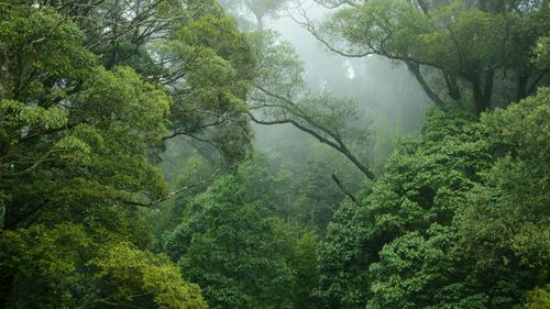 Incendiile forestiere din Amazon au distrus o suprafaţă aproximativ cât Italia în 2024 - WWF