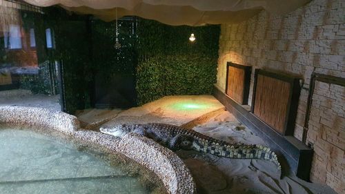 VIDEO Grădina Zoologică din Sibiu se mândreşte cu cel mai mare crocodil din ţară: ”A venit la grădina noastră de la Grădina zoologică din Bucureşti. Este un mascul. Are vreo patru metri şi vreo 280 de kilograme”