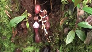 VIDEO Descoperire inedită în Indonezia / Oamenii de știință au găsit prima plantă carnivoră care prinde prada sub pământ