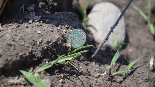 Peste 400 de monede de argint, descoperite în Timiș cu un detector de metale / Banii datează în secolul al XVI-lea