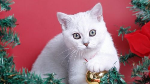 Cum funcționează mintea pisicilor. Mirosul stăpânului nu intră în topul preferințelor felinelor / Ce le stârnește cel mai mult curiozitatea