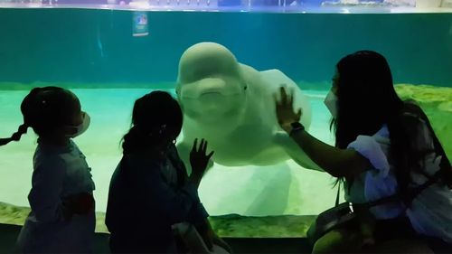 Un parc acvatic din Canada ameninţă că va eutanasia 30 de belugi dacă guvernul federal nu îi acordă fonduri de urgenţă până la sfârşitul zilei de marţi