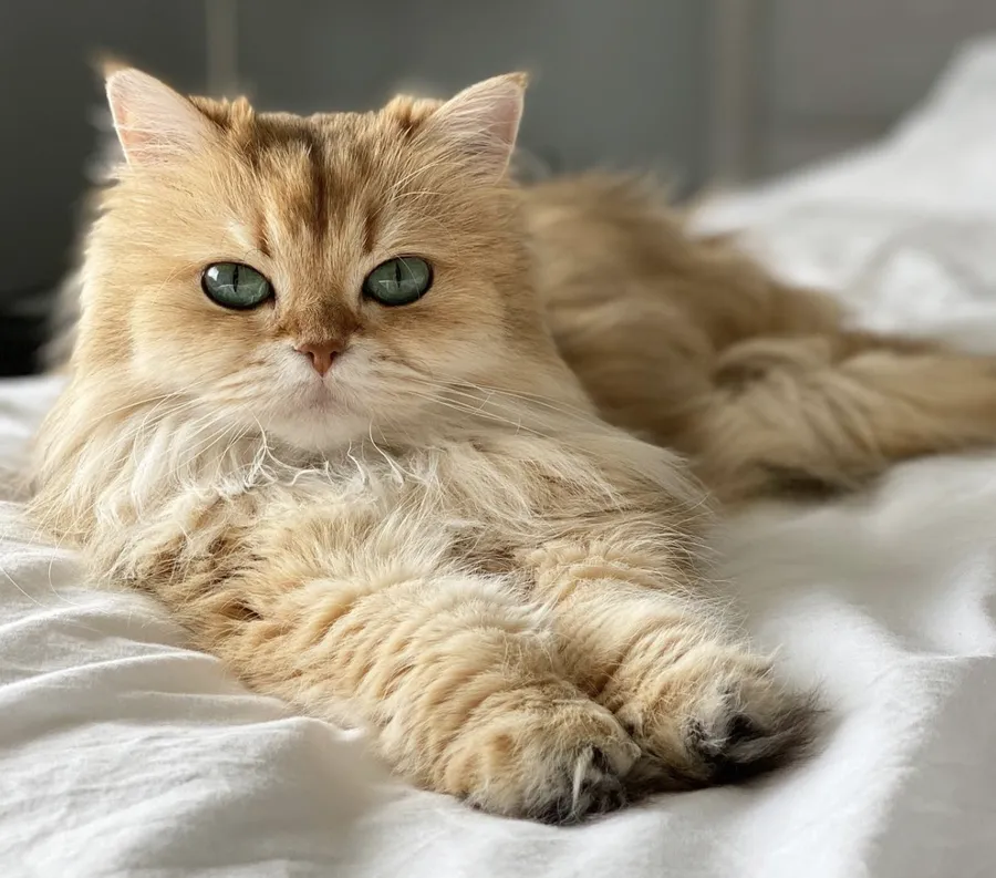 pisici, animale de companie, pisici celebre, smoothie the cat 
