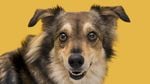 Când este câinele tău fericit? Noile studii spun contrariul: cum arată frica, frustrarea, iubirea și anxietatea în expresiile faciale ale câinilor