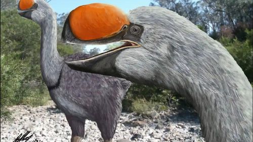 STUDIU Extincția „păsărilor tunetului” din Australia, în urmă cu 40.000 de ani, a fost cauzată de incapacitatea de a evolua odată cu schimbările climatice