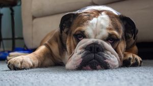 Este Ziua internațională a drepturilor omului, drepturilor animalelor și ziua în care îl omagiem pe Alfred Nobel