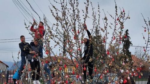 Pomii împodobiți cu ouă roșii în comuna Baia de Fier / ”Pomul vieții” este o tradiție locală care are legătură cu Sărbătorile de Paște