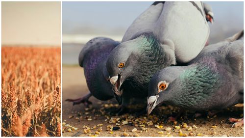 O fermă din Ialomița testează sorgul, o cereală arhaică, pentru a se adapta la schimbările climatice / Tranziția nu e costisitoare, dar s-au lovit de o problemă neașteptată – păsările hămesite într-un mediu pârjolit