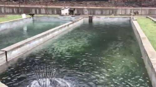 VIDEO Mehedinţi: Comisarii de Mediu  au descoperit patru păstrăvării ilegale / Acestea erau alimentate din râul Brebina, parte a ariei naturale protejate Geoparcul Platoul Mehedinţi