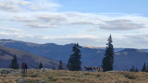 Turismul rural din Maramureș este afectat de lipsa zăpezii; pensiunile din vecinătatea domeniilor schiabile, preferate / ”De Crăciun și Anul Nou majoritatea au preferat să rămână în pensiune din cauza vremii neprietenoase”